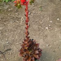 ブラックマディバ,多肉植物,エケベリア属の画像