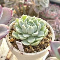 成長記録 ヒューミリス錦,エケベリア ヒューミリス錦,斑入り多肉,神奈川タニラー,多肉男子の画像