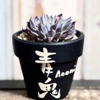 青鬼,青鬼,多肉植物,節分,ミックスベリアの画像