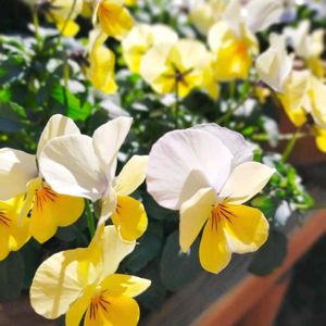 パンジー,ビオラ,鉢植え,ビオラ・パンジー,庭の画像