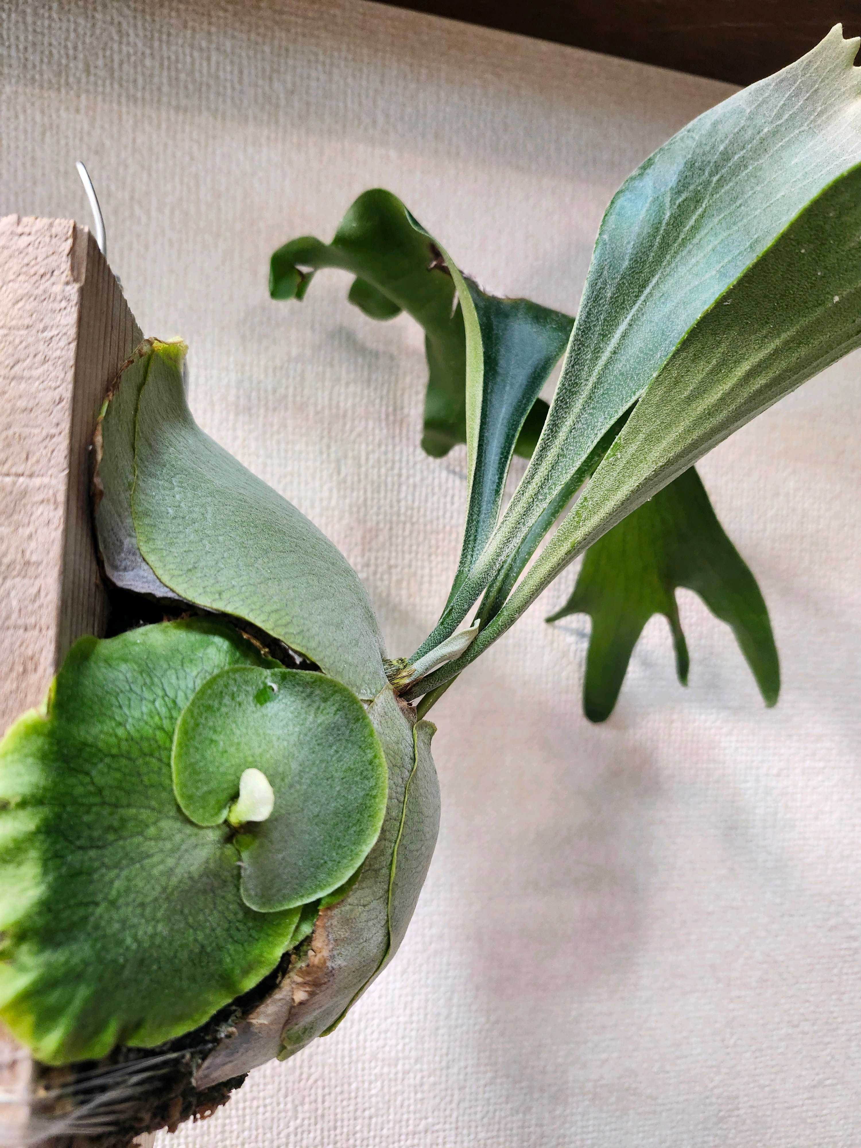 ビカクシダの森