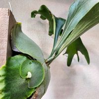 コウモリラン,ビカクシダ,Platycerium 'Nokogiri',観葉植物,貯水葉の画像