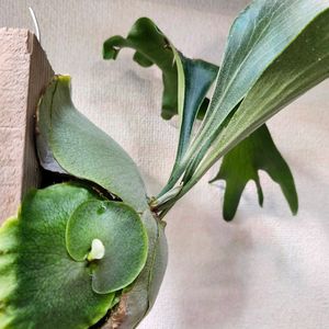 コウモリラン,ビカクシダ,Platycerium 'Nokogiri',観葉植物,貯水葉の画像