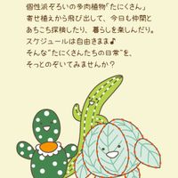 セダム,オーロラ,多肉植物,オーロラ、虹の玉,多肉植物たにくさんの画像