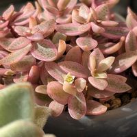 ヴォルケンシー錦,多肉植物,クラッスラ属,多肉植物の花,花のある暮らしの画像