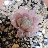 ハオルチア,青雲の舞,チャイナドレス,多肉植物,初心者の画像