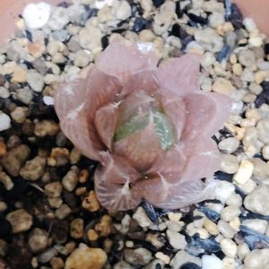 ハオルチア,青雲の舞,チャイナドレス,多肉植物,初心者の画像