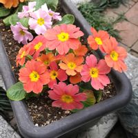 ジュリアン,ジュリアン,花のある暮らし,今日のお花,庭の画像