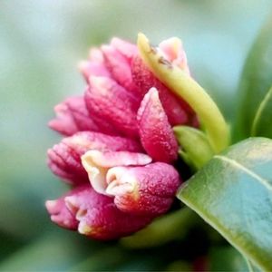 沈丁花,沈丁花,花のある暮らし,お散歩道の画像