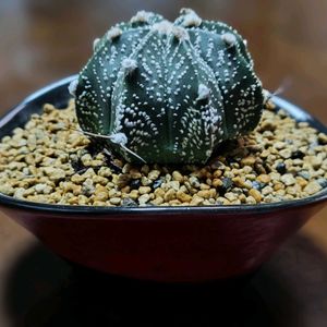 サボテン,柚子,大鳳玉×兜丸,植え替え,多肉植物とサボテンの画像