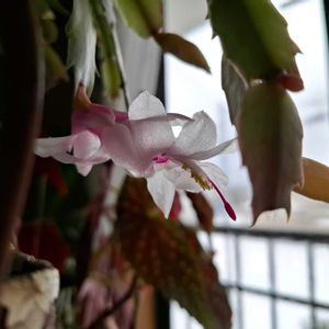 サボテン,シャコバサボテン,デンマークカクタス,多肉植物の画像