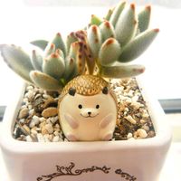 月兎耳,サニーレタス,北海道,実生の日,毎月3日は耳の日の画像