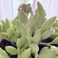 京童子,アーモンドネックレス,多肉植物,観葉植物,長いツルの画像