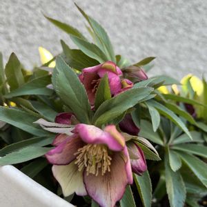 クリスマスローズ,クリスマスローズ,鉢植え,ガーデニング,テラスの画像