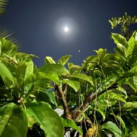 サガリバナの画像