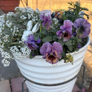 バコパ エンジェルリング,バコパ エンジェルリング,スーパーアリッサム  アイシクルナイト,スーパーアリッサム  アイシクルナイト,ビオラ　アイクルールの画像