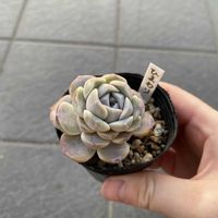 ひまわり,ひまわり,多肉植物の画像