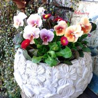 ビオラ,ビオラ　エボルベ,寄せ植え,可愛い,庭の花の画像