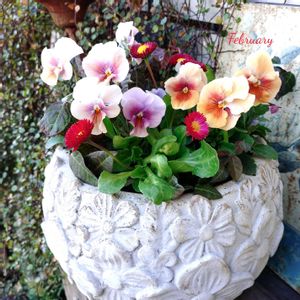 ビオラ,ビオラ　エボルベ,寄せ植え,可愛い,庭の花の画像