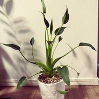 アロカシア,観葉植物の画像