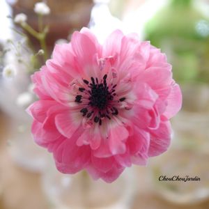 アネモネ,ベランダガーデン,ガーデニング,アネモネ 八重,リビング・ダイニングの画像