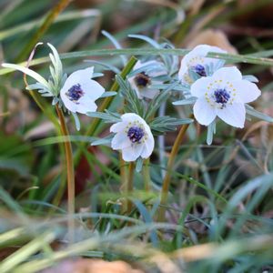 セツブンソウ,かわいいな♡,今日の一枚,花のある暮らし,植中毒の画像