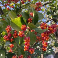 マサキ,素敵な日曜日の画像