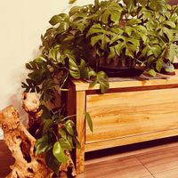 モンステラ,ヒメモンステラ,観葉植物の画像