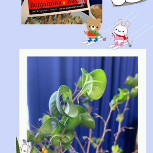 緑のある暮らし,緑の葉っぱ,冬の北海道,ニャンニャン祭り,みんなで力を合わせての画像