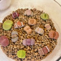 リトープス,リトープス属の画像