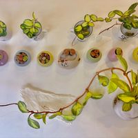 ホヤ・カルノーサ,ホヤ・カルノーサ,マチルダの画像