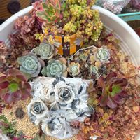 いつもありがとう♡,多肉狩り,今日の一枚,放置,汚庭の画像