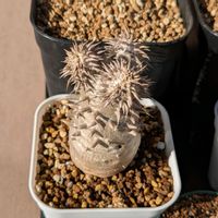 パキポディウム　恵比寿大黒,パキポディウム属,今日の一枚,珍奇植物,おうち園芸の画像