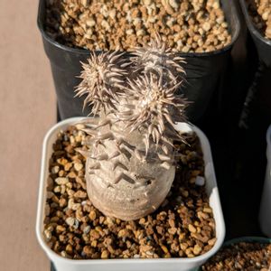 パキポディウム　恵比寿大黒,パキポディウム属,今日の一枚,珍奇植物,おうち園芸の画像