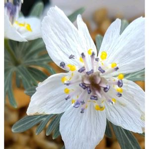 セツブンソウ,花のある暮らし,花自慢,花中毒,今日のお花の画像