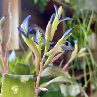 ビルベルギア,ビルベルギア・テキーラサンセット,観葉植物,開花,節分の画像