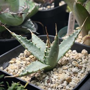 アガベ,アガベ・ユタエンシス・ エボリスピナ,多肉植物,アガベ属,神奈川タニラーの画像