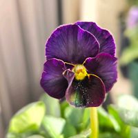 神戸べっぴんさんビオラ,花のある暮らし,花友さんに感謝♡,神戸べっぴんさん　リヴァイブ,ベランダの画像