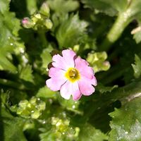 クリスマスローズ,クリスマスローズ,ユキノシタ,ユキノシタ,菜の花の画像