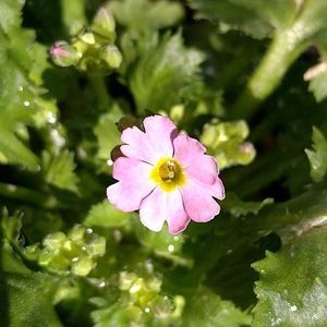 クリスマスローズ,クリスマスローズ,ユキノシタ,ユキノシタ,菜の花の画像