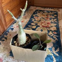 塊根植物の画像