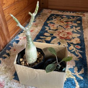 塊根植物の画像