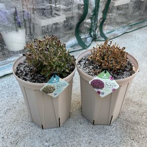 鉢植え,花のある暮らし,冬越し,花のある生活,東北の画像