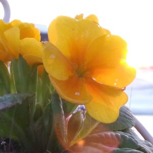 プリムラ　ジュリアン,寄せ植えの画像