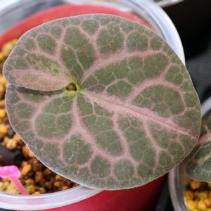 紅葉,カンアオイ,寒葵,和風,観葉植物の画像