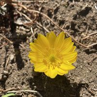 山野草,放置栽培,神奈川県,山野草大好き協会,庭の画像