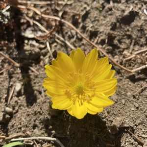 山野草,放置栽培,神奈川県,山野草大好き協会,庭の画像