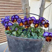 横浜セレクション フレアーブルー,ローダンセマム　プリマリア,ガーデニング,ビオラ・パンジー,アネモネ 八重の画像