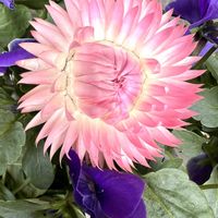 ヘリクリサムの画像