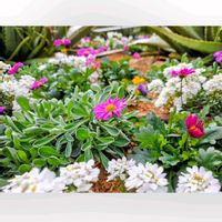 アネモネ,イベリス,ネメシア,ネメシア,クリソセファラムの画像